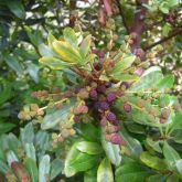 Candleberry myrtle fruit and leaves