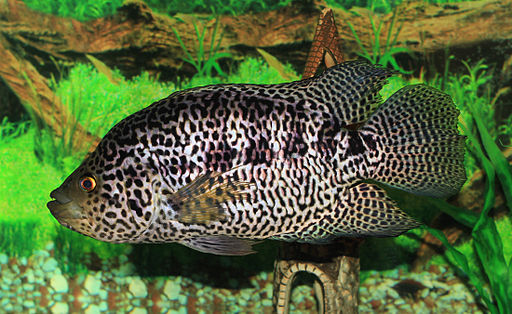 Adult jaguar cichlid in aquarium tank amongst weed and driftwood. 