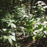 Koster's curse habitat