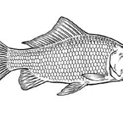 Goldfish illustration. 