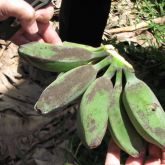 Banana freckle on bananas