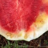 Watermelon fruit with spongy, rotten flesh and yellow discolouration in the rind 