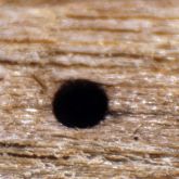 Granulate ambrosia beetle borer hole