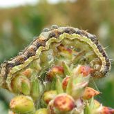 Large clear droplets form on caterpillar's skin