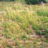 Giant Parramatta grass infestation