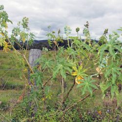 Castor oil plant | Business Queensland