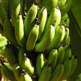 Banana freckle on bunch of bananas
