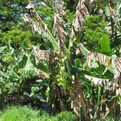 Severe black Sigatoka infection can kill large areas of banana leaf (Cavendish bananas, Solomon Islands)