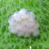 Citrus fruit borer eggs