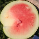 Watermelon fruit with internal uneven ripening and pale flesh 