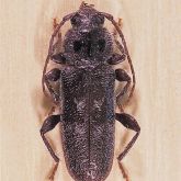 Adult European house borer beetle