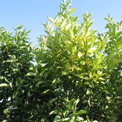 Yellow shoots on an otherwise healthy tree can be caused by huanglongbing