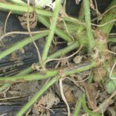 Necrotic spots on watermelon stems caused by MNSV 