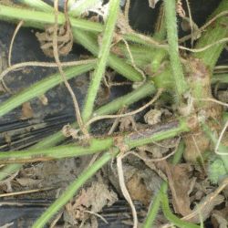 Necrotic spots on watermelon stems caused by MNSV 