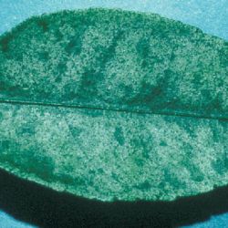 A green leaf with silvery patches
