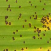 Leaf affected by Cavendish strain of banana freckle. Note: It is not possible to differentiate the strain of banana freckle on visual symptoms alone. If there are freckle lesions on Cavendish bananas, then it is likely to be caused by the Cavendish strain