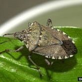 Adult brown marmorated stink bug