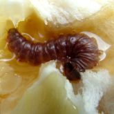 Citrus fruit borer caterpillar