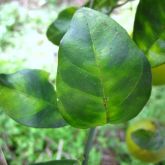 Blotchy leaf mottle that is not uniform across the midrib