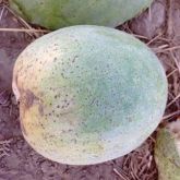 Necrotic spots on watermelon fruit caused by MNSV 