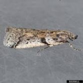 Adult navel orangeworm (Amyelois transitella) moth