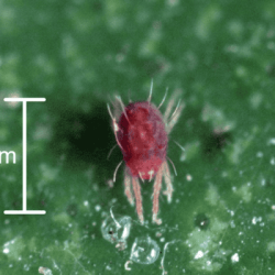 Red mite with sparse white hairs on a green leaf