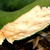 Peeling back the bark reveals pits and grooves in the wood caused by citrus tristeza virus