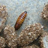 Citrus fruit borer pupa