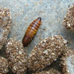 Citrus fruit borer pupa