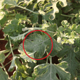 Discolouration, mottling and mosaic patterning of watermelon plant leaves
