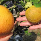 Huanglongbing can cause fruit to be small, lopsided and misshapen