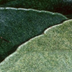 Profuse white stippling along the edges of leaves