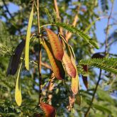 Leucaena pods and leaves