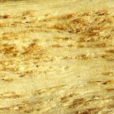 Pinhole-like pits in wood caused by citrus tristeza virus