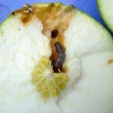 Citrus fruit borer caterpillar burrowing into citrus fruit