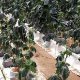 Wilted leaves of young cucumber plants that have collapsed due to infection with cucumber green mottle mosaic virus