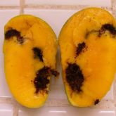 Mango pulp weevil can cause significant fruit damage, particularly to mango fruit flesh