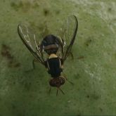 New Guinea fruit fly 