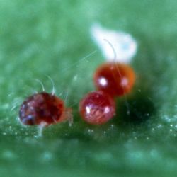 Red mite nymph and red eggs on a green leaf