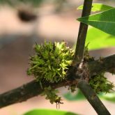 Leaf bud distorted by mango malformation disease