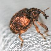 Close-up view of a mango pulp weevil
