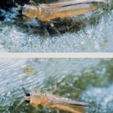 Melon thrips are less than 1.5mm long