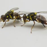 Adult oriental fruit flies