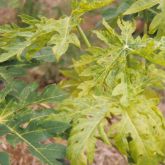 Papaya ringspot disease on leaves