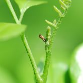 Characteristic feeding posture of adult Asian citrus psyllid