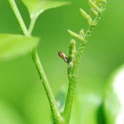 Characteristic feeding posture of adult Asian citrus psyllid