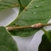 Coffee mealybugs on citrus