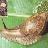 Giant African snail on a banana leaf and (inset) Giant African snail eggs enlarged