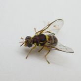 Adult oriental fruit fly