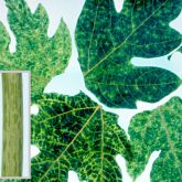 Papaya ringspot disease on leaves and stems